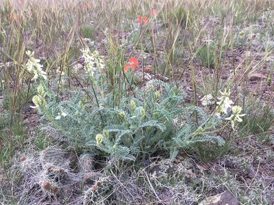 Astragalus drummondii, photographed by Cecelia Alexander