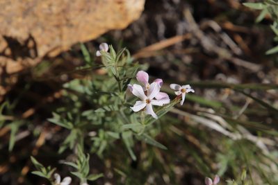 Phlox longifolia, photographed by Millie Basden