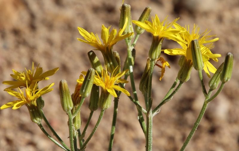 Crepis acuminata, photographed by Millie Basden
