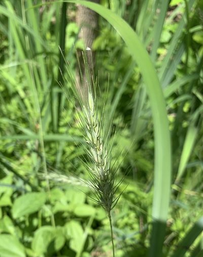 Elymus macgregorii, photographed by Ashwin Srinivasan