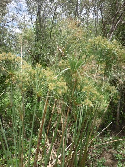 Cyperus giganteus, photographed by demianlescano