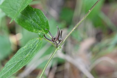 Urostephanus medusae, photographed by Neptalí Ramírez Marcial