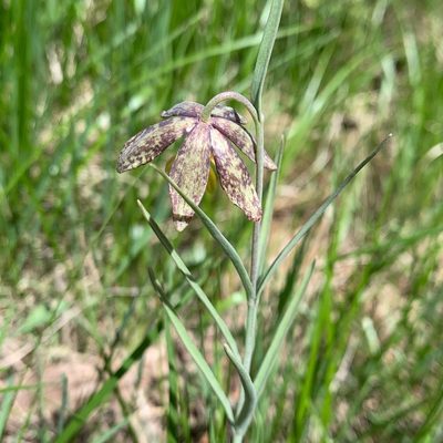 Fritillaria atropurpurea, photographed by Whitney Brook Matson
