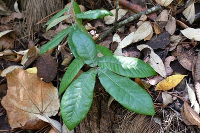 Quercus crispipilis, photographed by Neptalí Ramírez Marcial