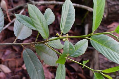 Frangula mucronata, photographed by Neptalí Ramírez Marcial