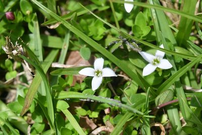 Arcytophyllum serpyllaceum, photographed by Neptalí Ramírez Marcial
