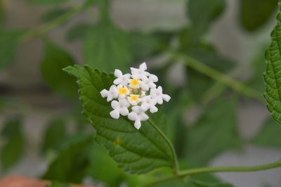 Lantana hirta, photographed by Neptalí Ramírez Marcial