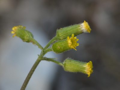 Senecio lividus, photographed by Yves Bas