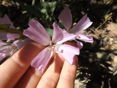 Clarkia bottae, photographed by Amy