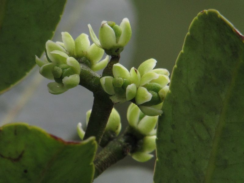 Zanthoxylum quinduense, photographed by Nicolás Baresch Uribe