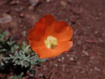 Sphaeralcea rusbyi, photographed by Nolan Exe