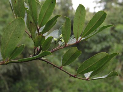 Zanthoxylum quinduense, photographed by Nicolás Baresch Uribe