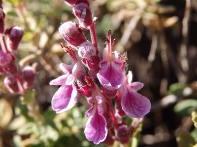 Teucrium salviastrum, photographed by Carminda Santos