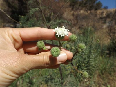 Chaenactis artemisiifolia, photographed by Amy