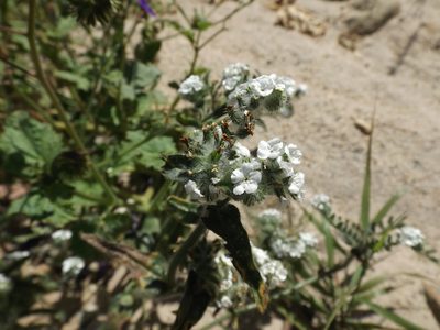 Cryptantha intermedia, photographed by Amy