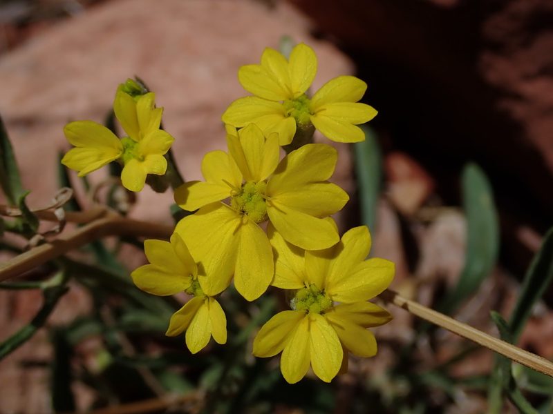 Psilostrophe sparsiflora, photographed by Nolan Exe