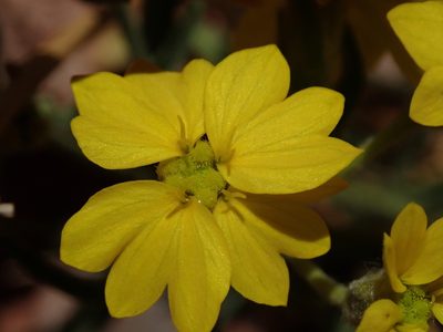 Psilostrophe sparsiflora, photographed by Nolan Exe