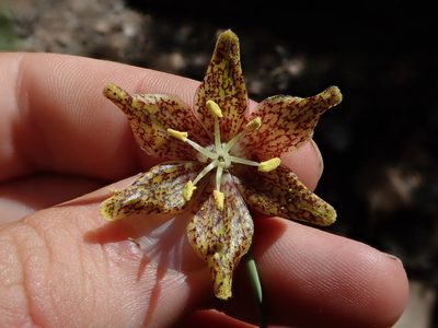 Fritillaria atropurpurea, photographed by Nolan Exe