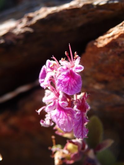 Teucrium salviastrum, photographed by Carminda Santos