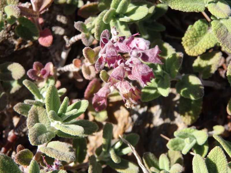 Teucrium salviastrum, photographed by Carminda Santos