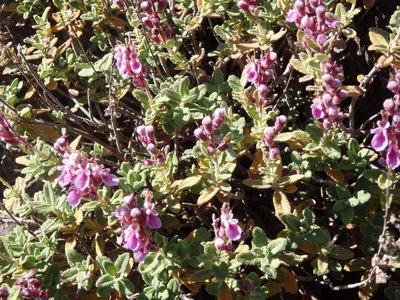 Teucrium salviastrum, photographed by Carminda Santos