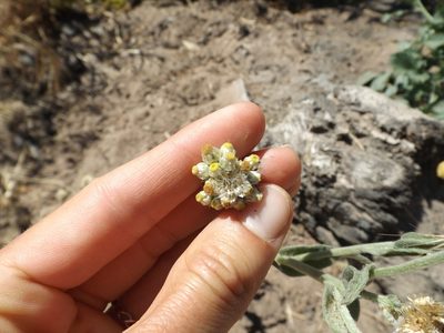 Pseudognaphalium stramineum, photographed by Amy