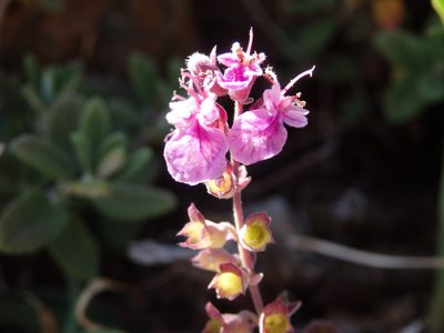 Teucrium salviastrum, photographed by Carminda Santos