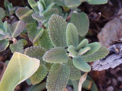 Teucrium salviastrum, photographed by Carminda Santos