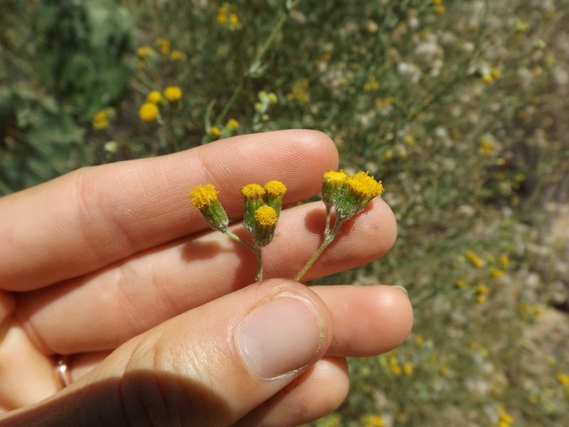 Senecio angustifolius, photographed by Amy