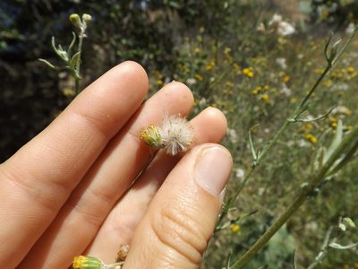 Senecio angustifolius, photographed by Amy
