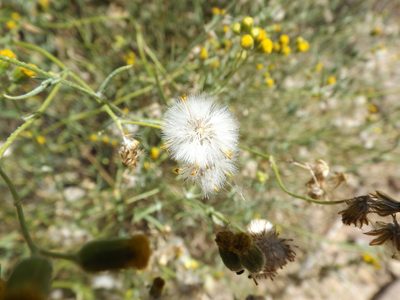 Senecio angustifolius, photographed by Amy
