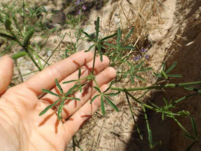Lupinus truncatus, photographed by Amy