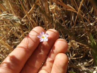 Leptosiphon liniflorus, photographed by Amy