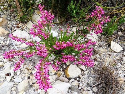 Erica lateralis, photographed by linkie