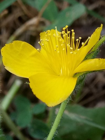 Hypericum pubescens, photographed by Karim Haddad