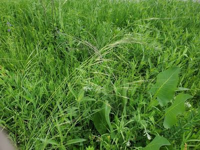 Hesperostipa spartea, photographed by Katie Kucera