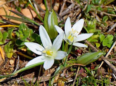 Ornithogalum sigmoideum, photographed by Kostas Zontanos