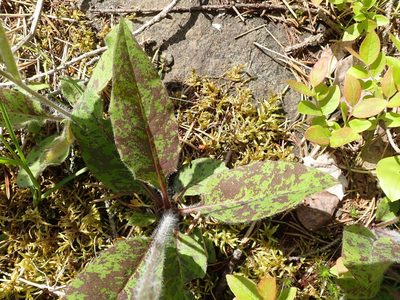 Hieracium maculatum, photographed by Claire Moxon-Waltz