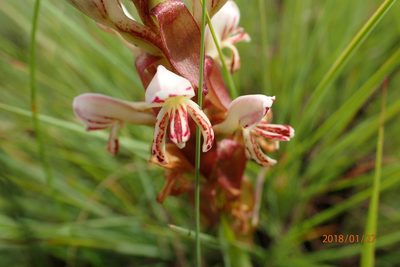 Satyrium cristatum, photographed by Peter Warren