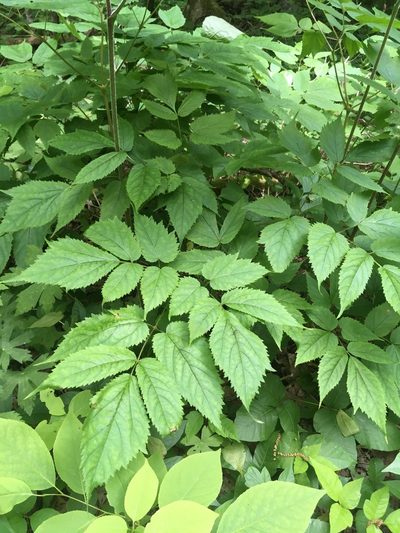 Astilbe biternata, photographed by Scott Morris