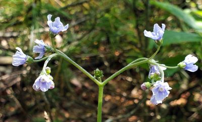 Andersonglossum boreale, photographed by aarongunnar