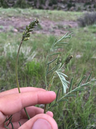 Astragalus ripleyi, photographed by Cecelia Alexander
