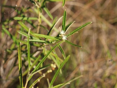 Croton linearis, photographed by jrcagle