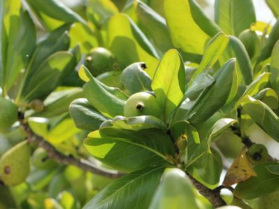 Casasia clusiifolia, photographed by jrcagle