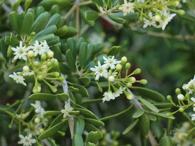 Jacquinia keyensis, photographed by jrcagle