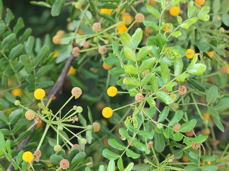 Vachellia choriophylla, photographed by jrcagle