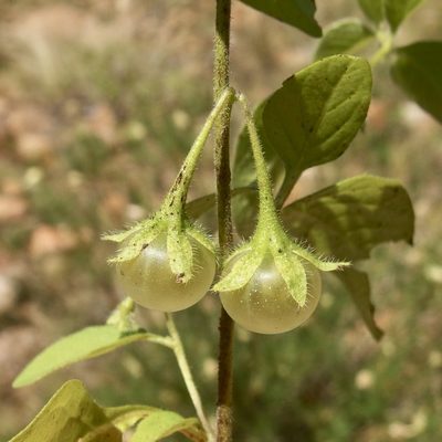 Solanum deflexum, photographed by Sue Carnahan