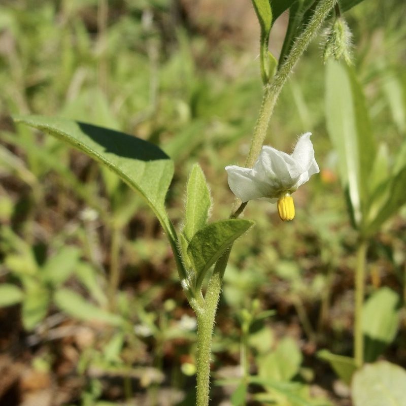 Solanum deflexum, photographed by Sue Carnahan