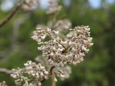 Piscidia piscipula, photographed by jrcagle