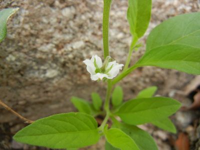 Solanum deflexum, photographed by Sue Carnahan